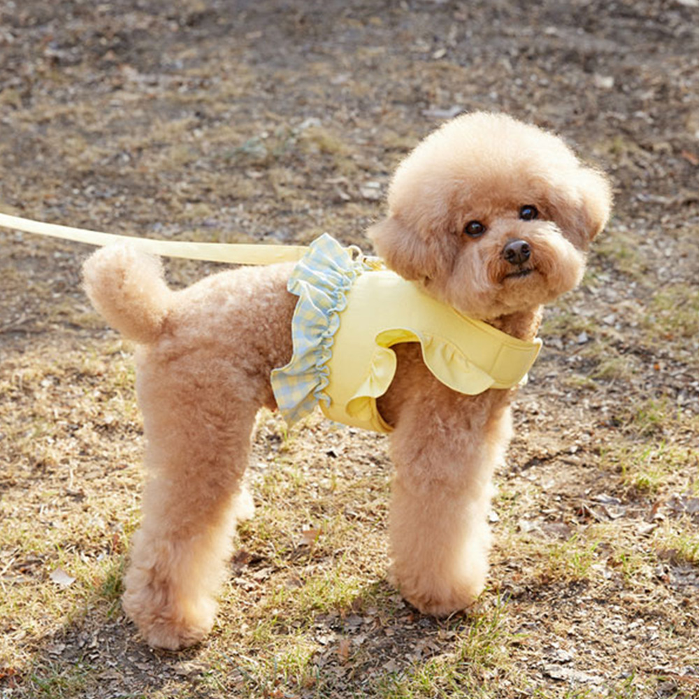 Dog Color Contrast Traction Ro - Lace Teddy Lingerie recensione e prezzo